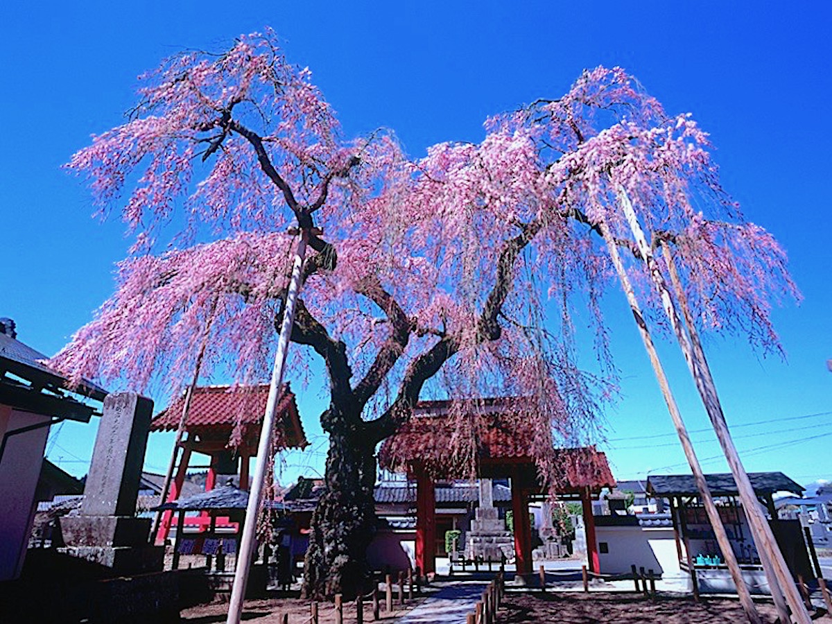 乙姫桜（妙関寺）