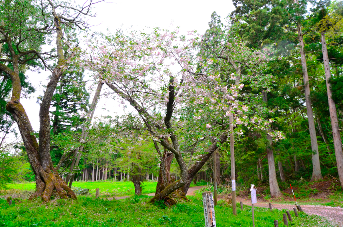 大鹿桜（磐椅神社）