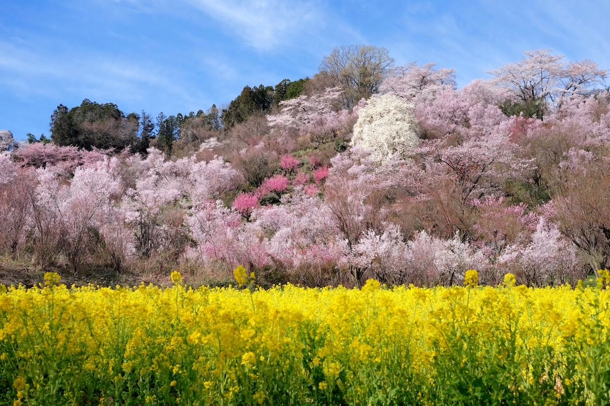 花見山公園