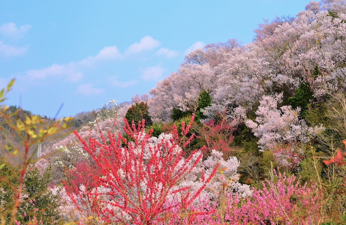 花見山公園