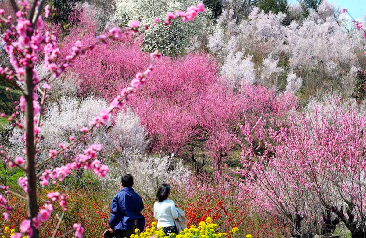 花見山公園