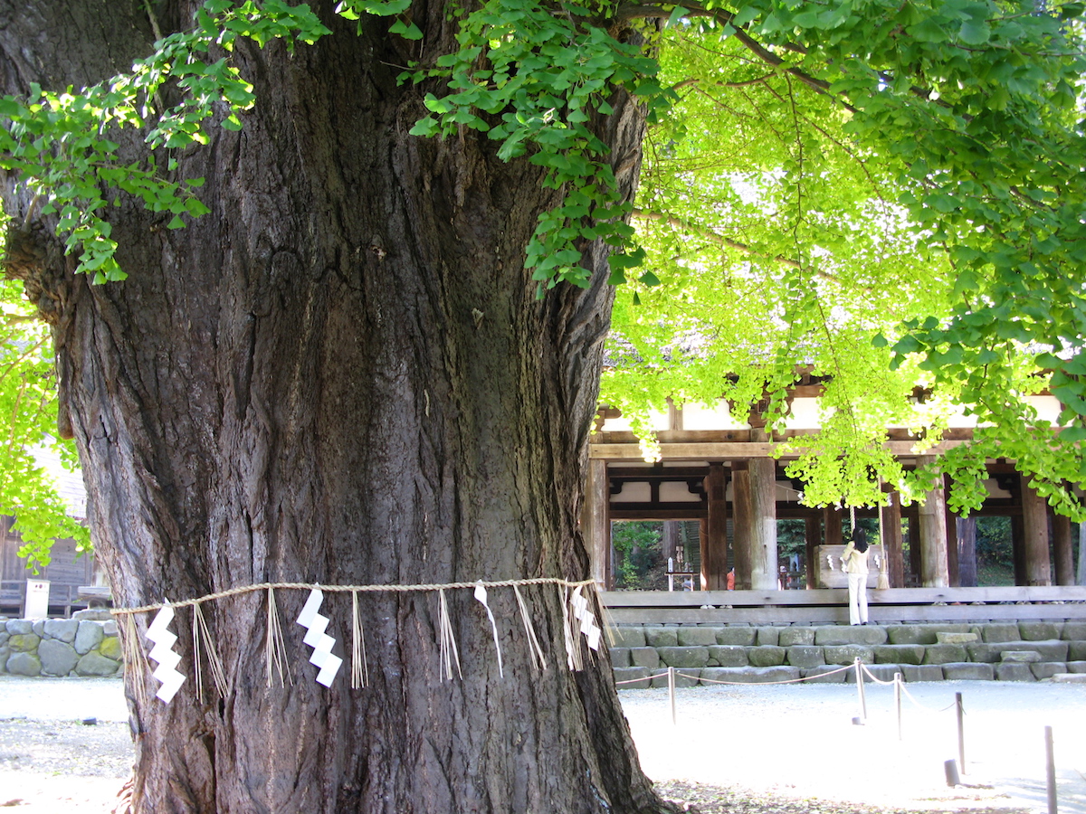 長床の大イチョウ(新宮熊野神社)