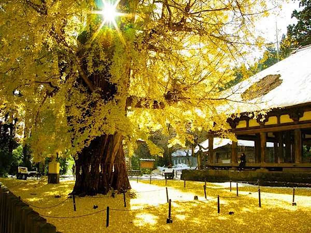 長床の大イチョウ(新宮熊野神社)