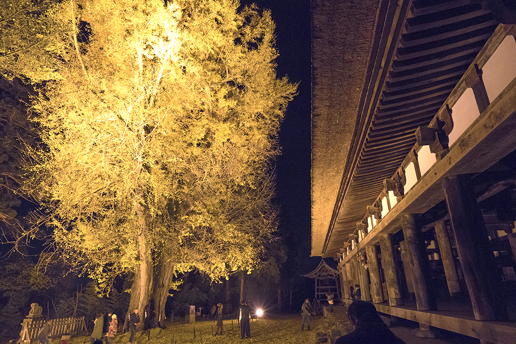 長床の大イチョウ(新宮熊野神社)