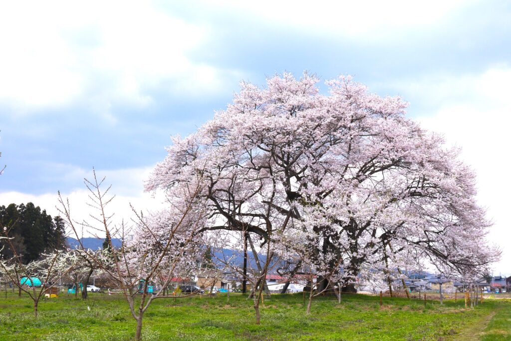 馬ノ墓の種蒔桜