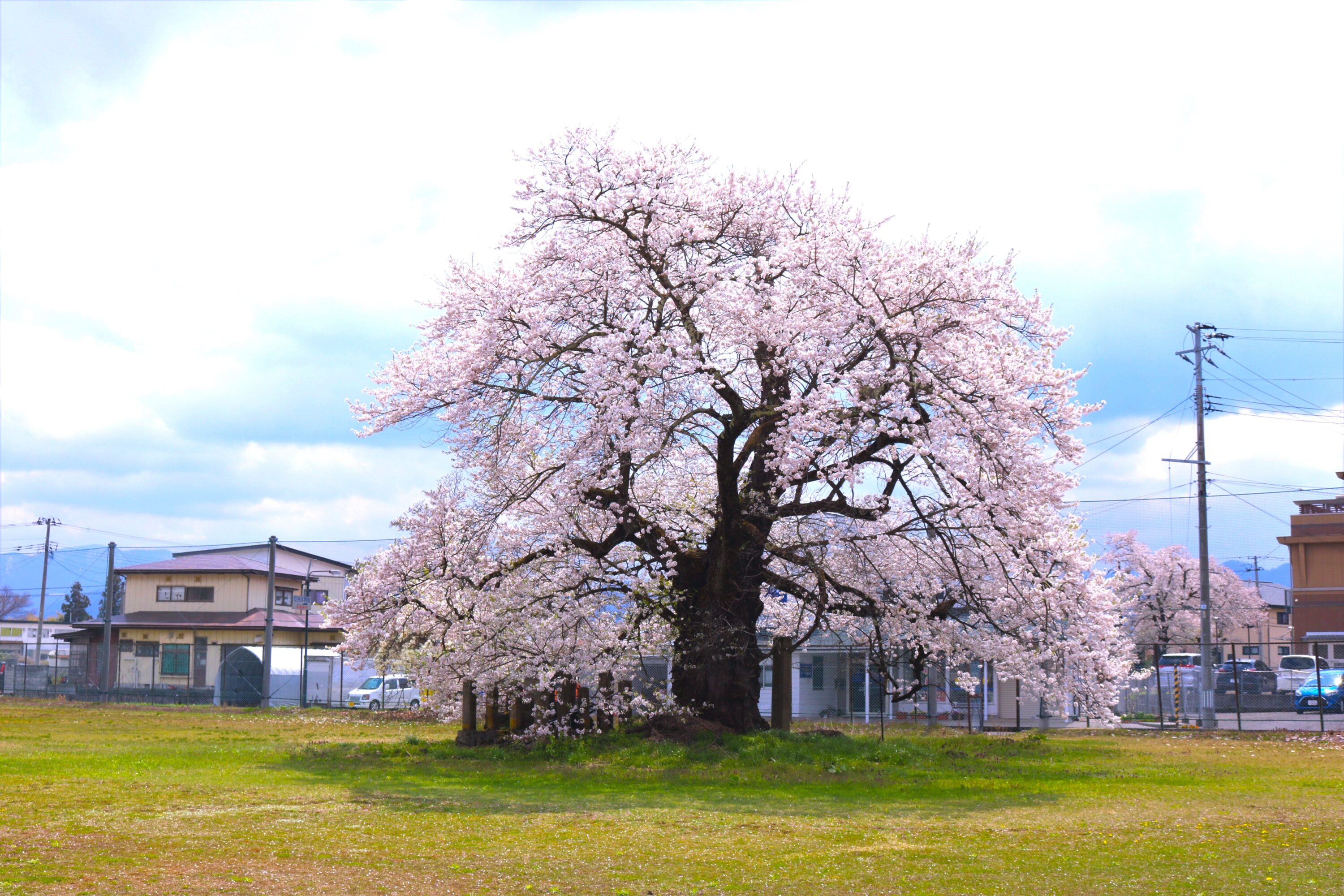 古御田神社の種蒔桜