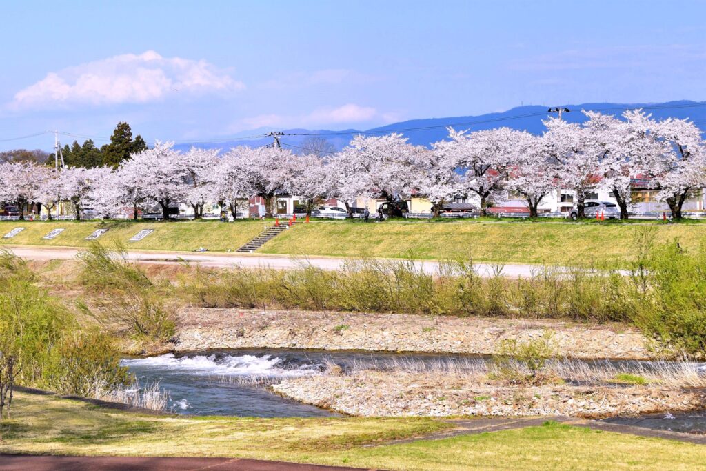 宮川の千本桜