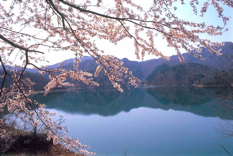 九頭竜湖(九頭竜ダム)
