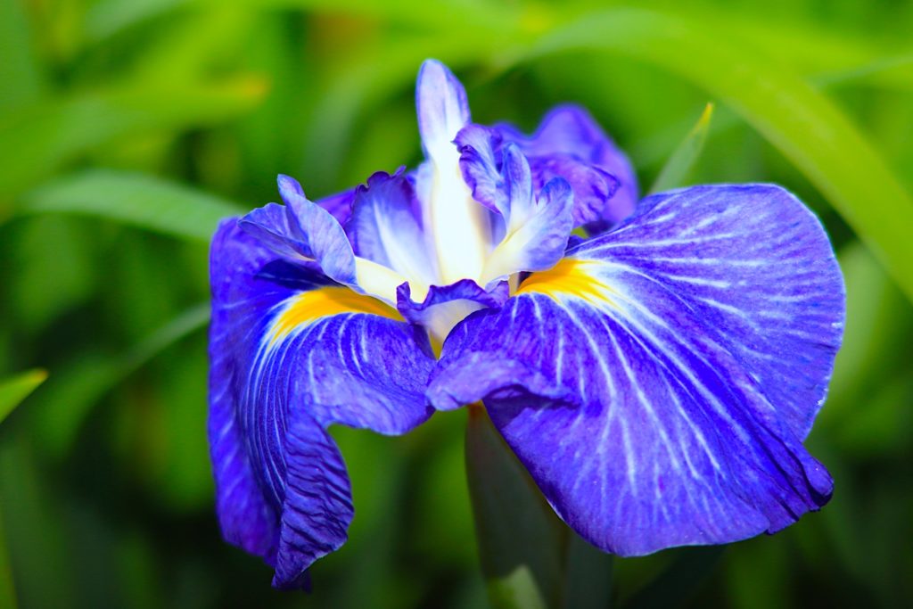 北潟湖畔花菖蒲園