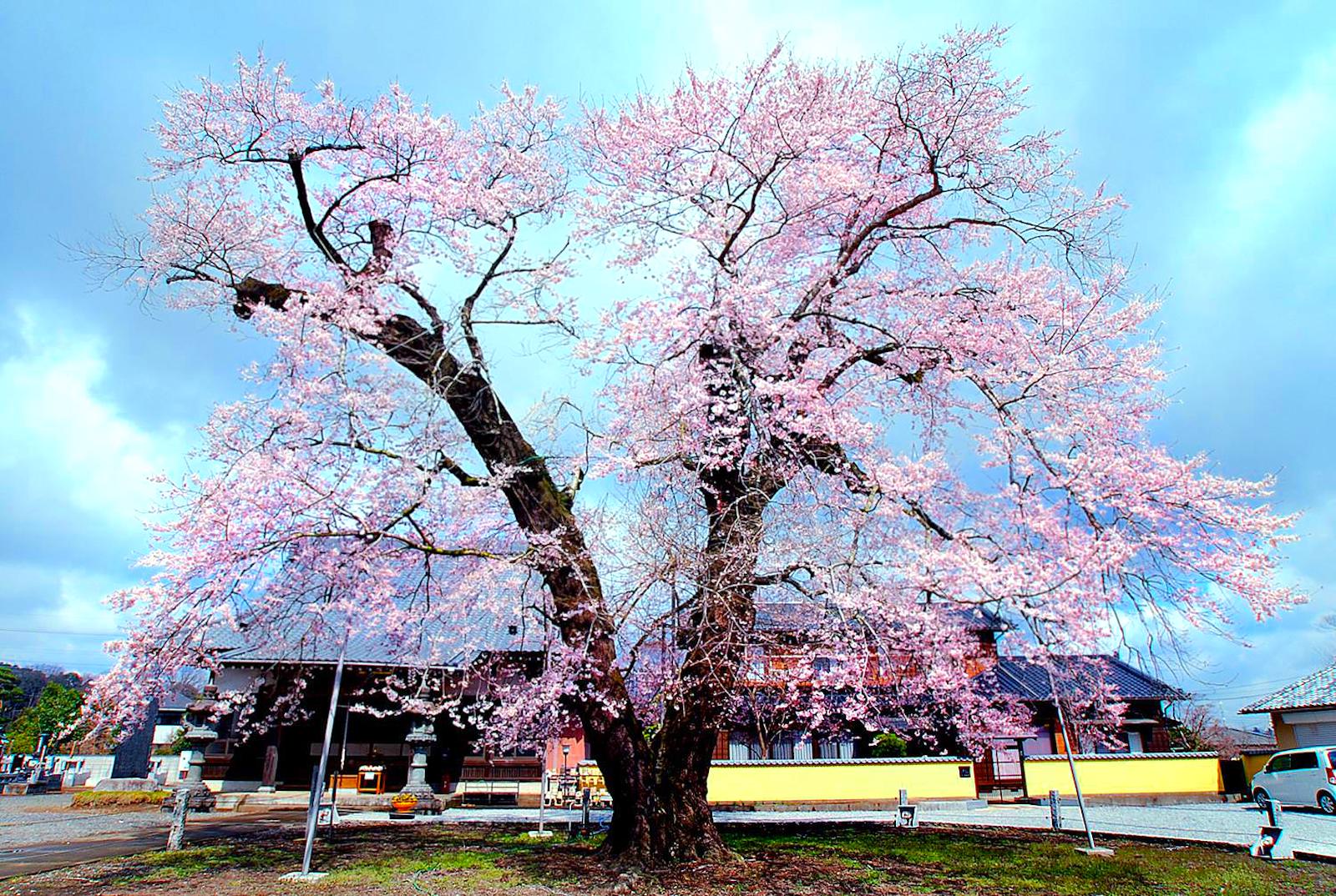 歓喜寺の江戸彼岸桜