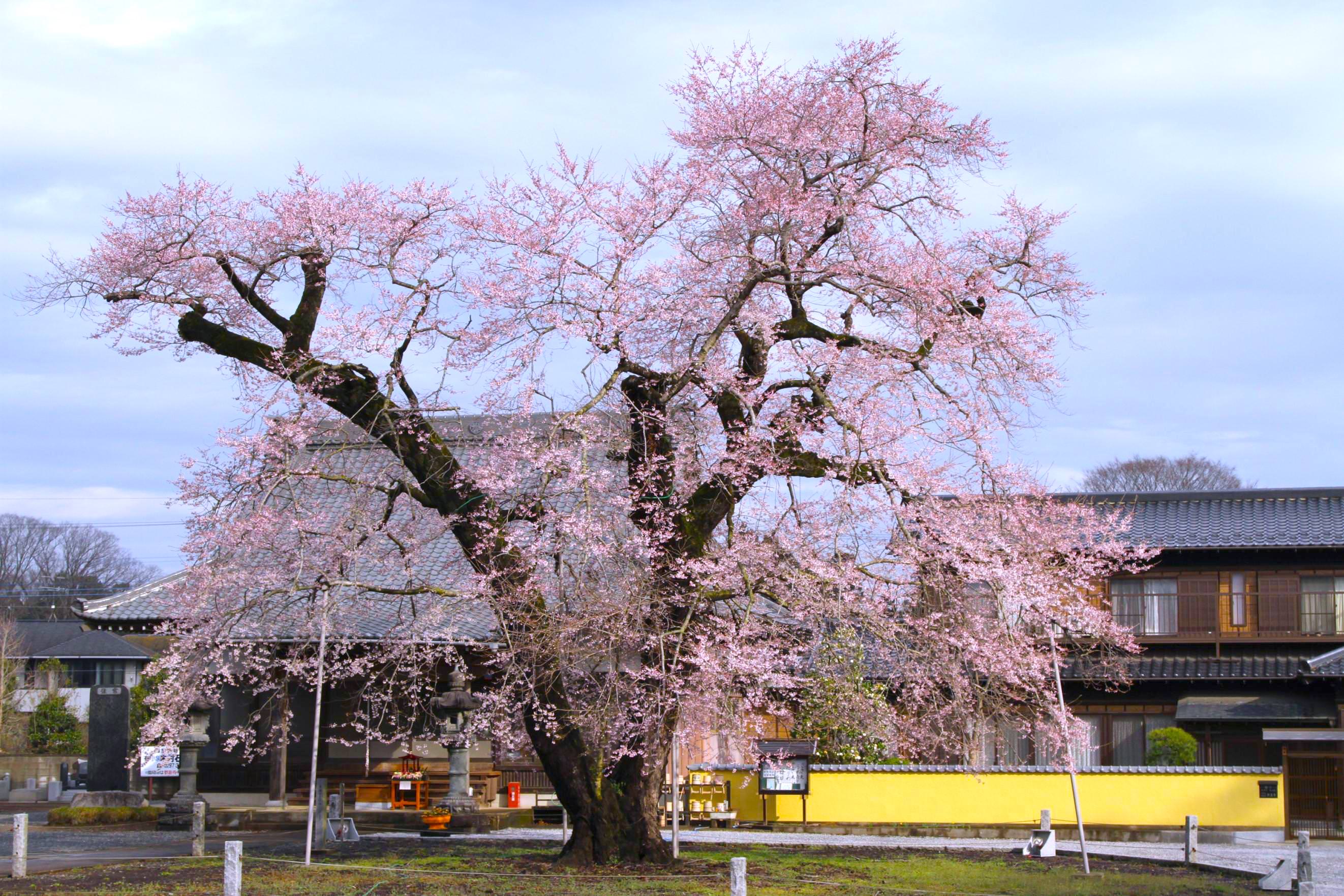 歓喜寺の江戸彼岸桜