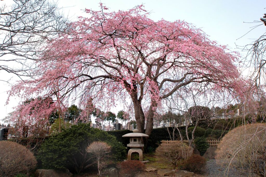 宍戸のエドヒガンザクラ（光明寺）