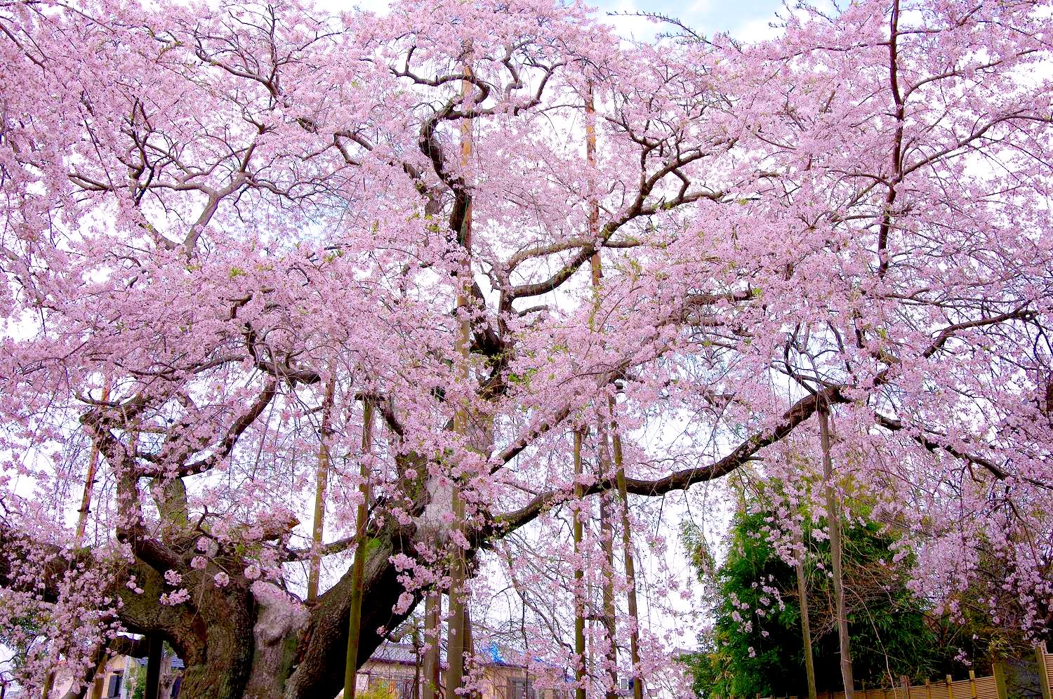 般若院のしだれ桜