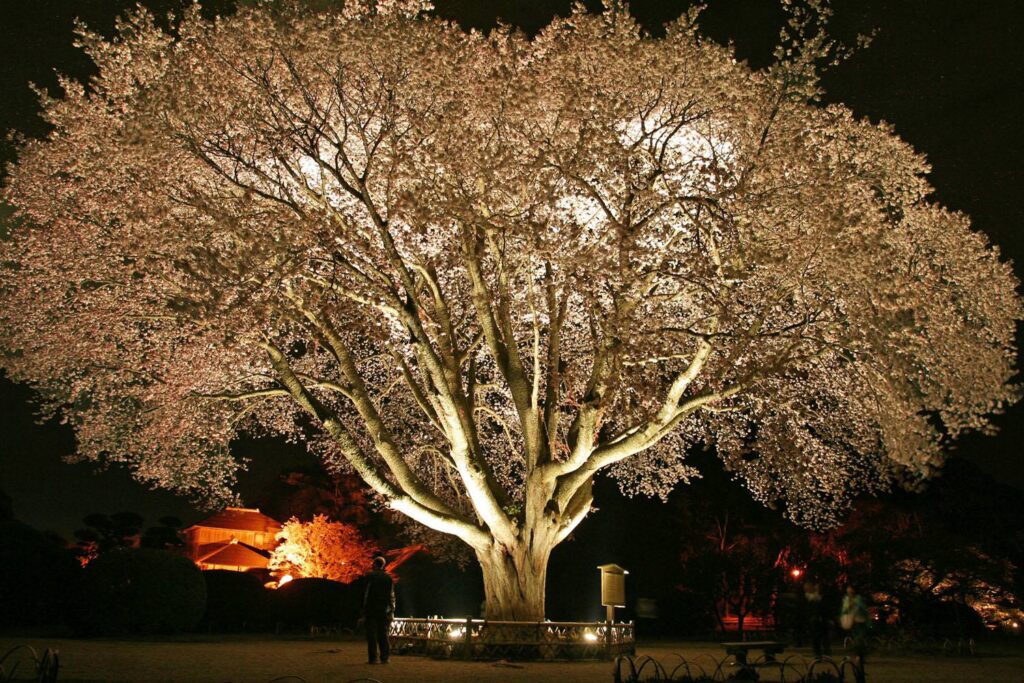 偕楽園の左近桜