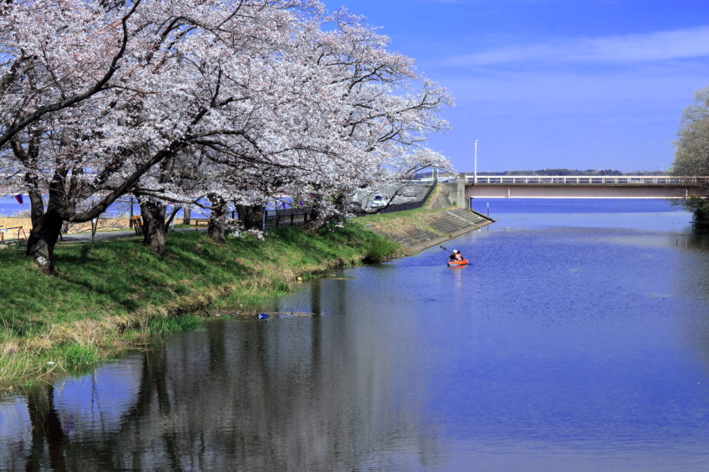 福岡堰さくら公園