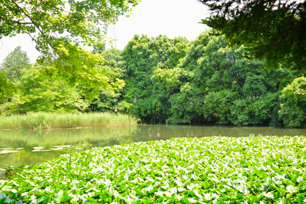 国立科学博物館筑波実験植物園