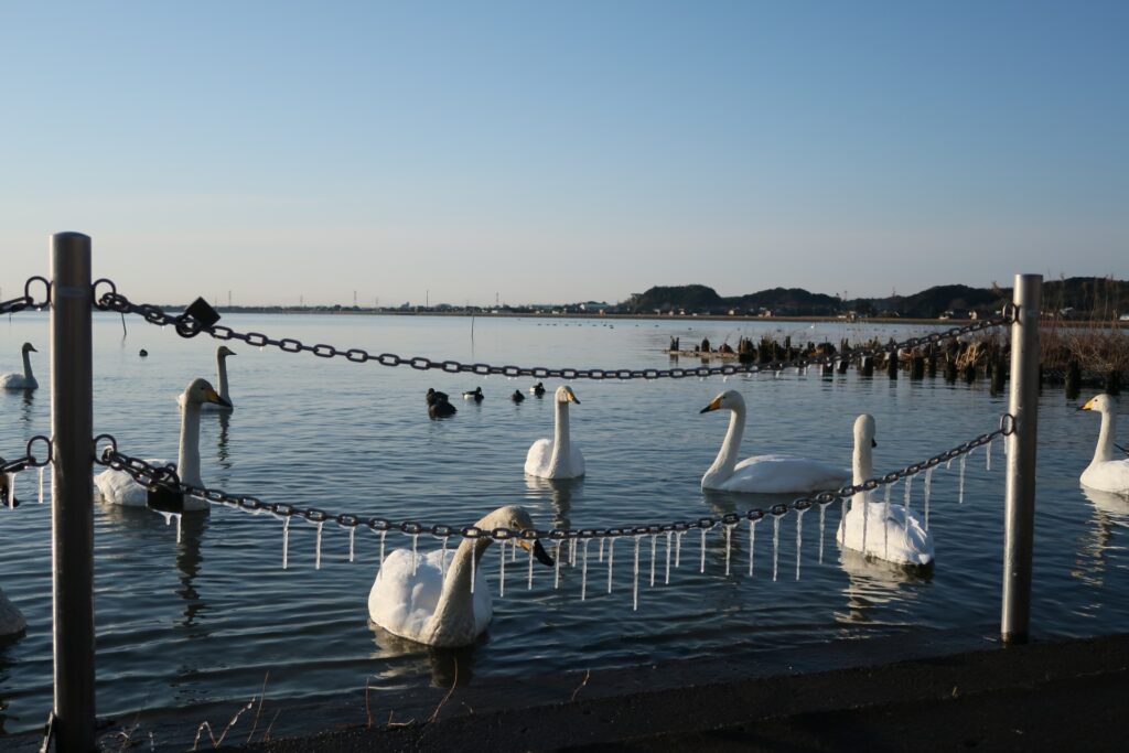 白鳥の里