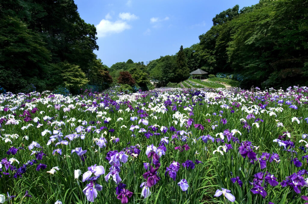 卯辰山公園