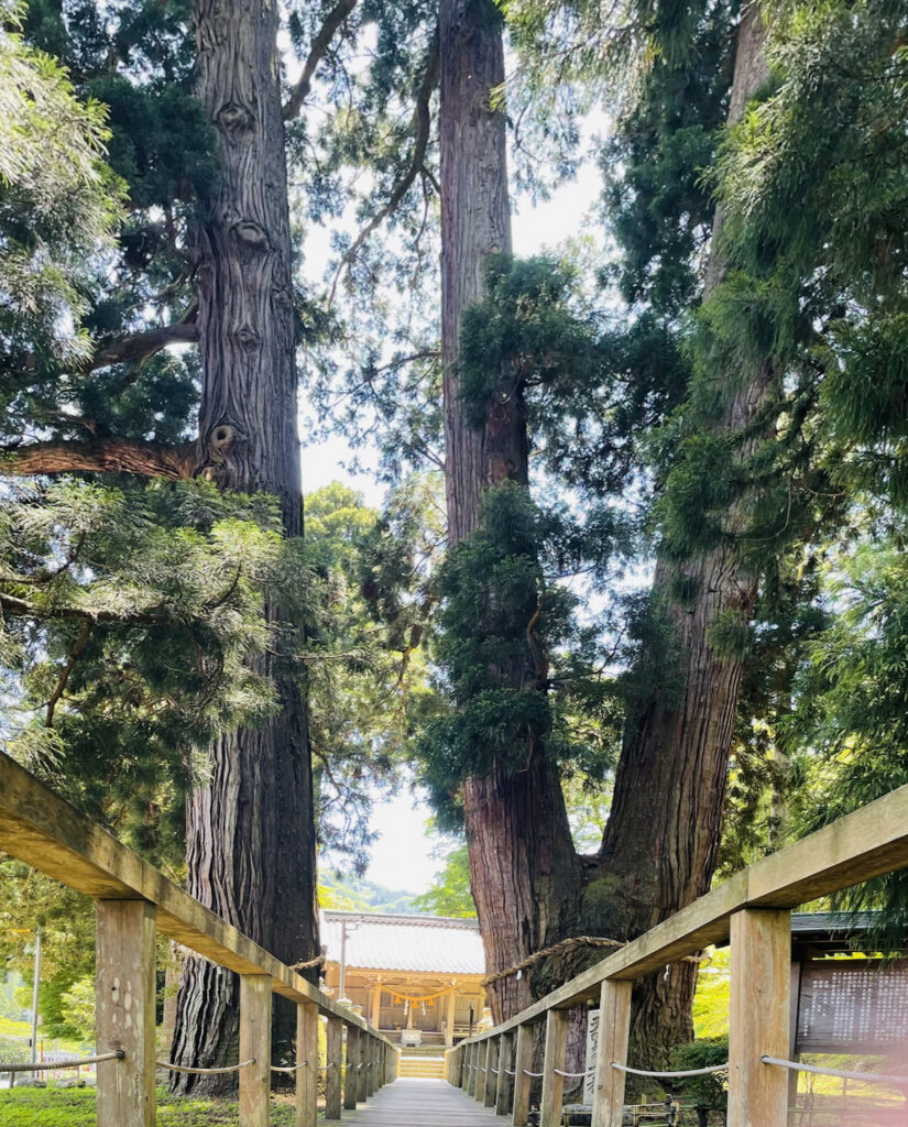 菅原神社・栢野大杉
