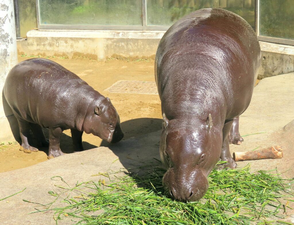 いしかわ動物園