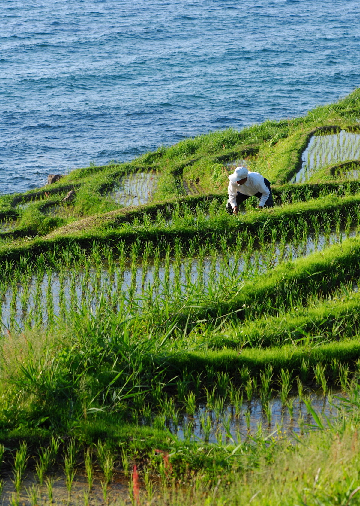 白米の千枚田