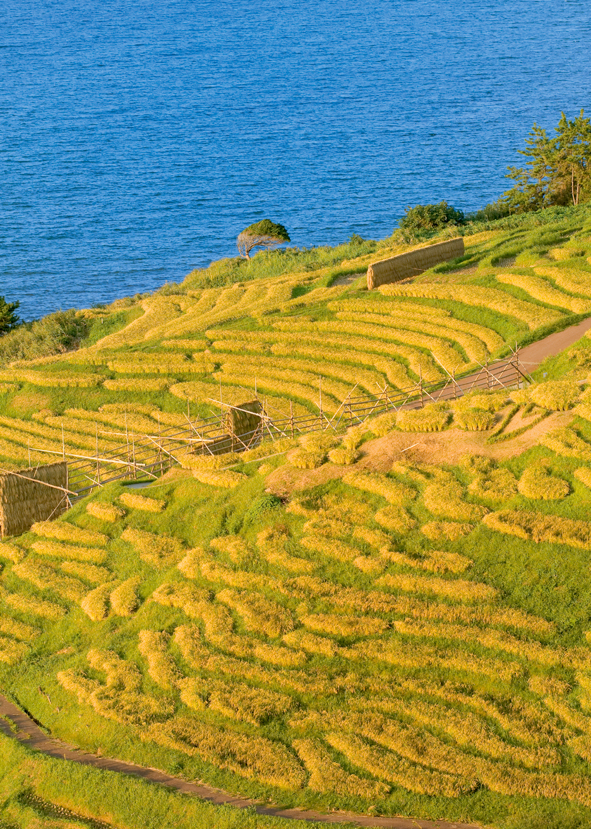 白米の千枚田