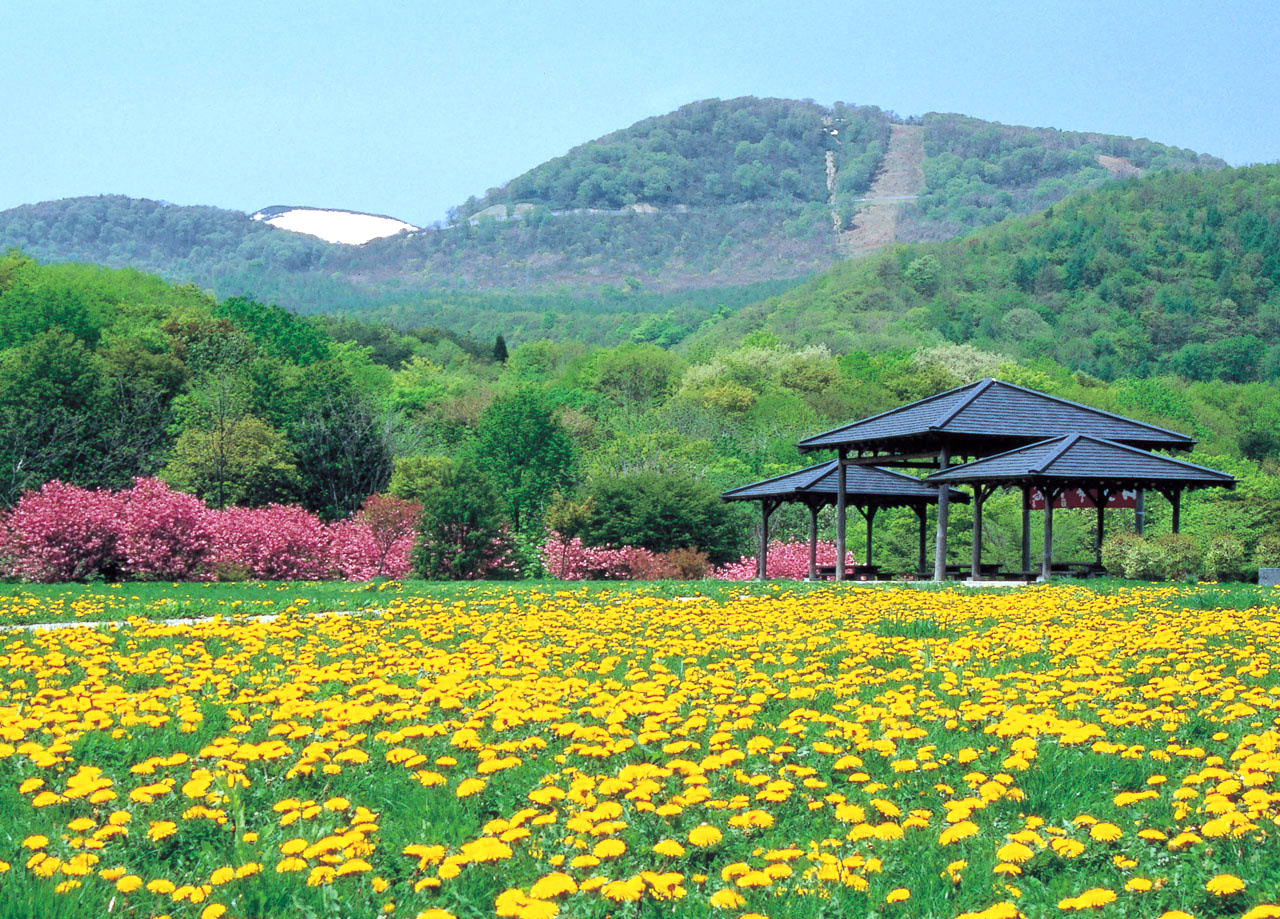 岩手県県民の森