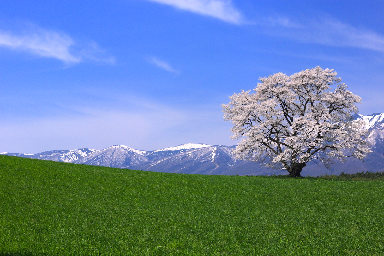 小岩井農場一本桜