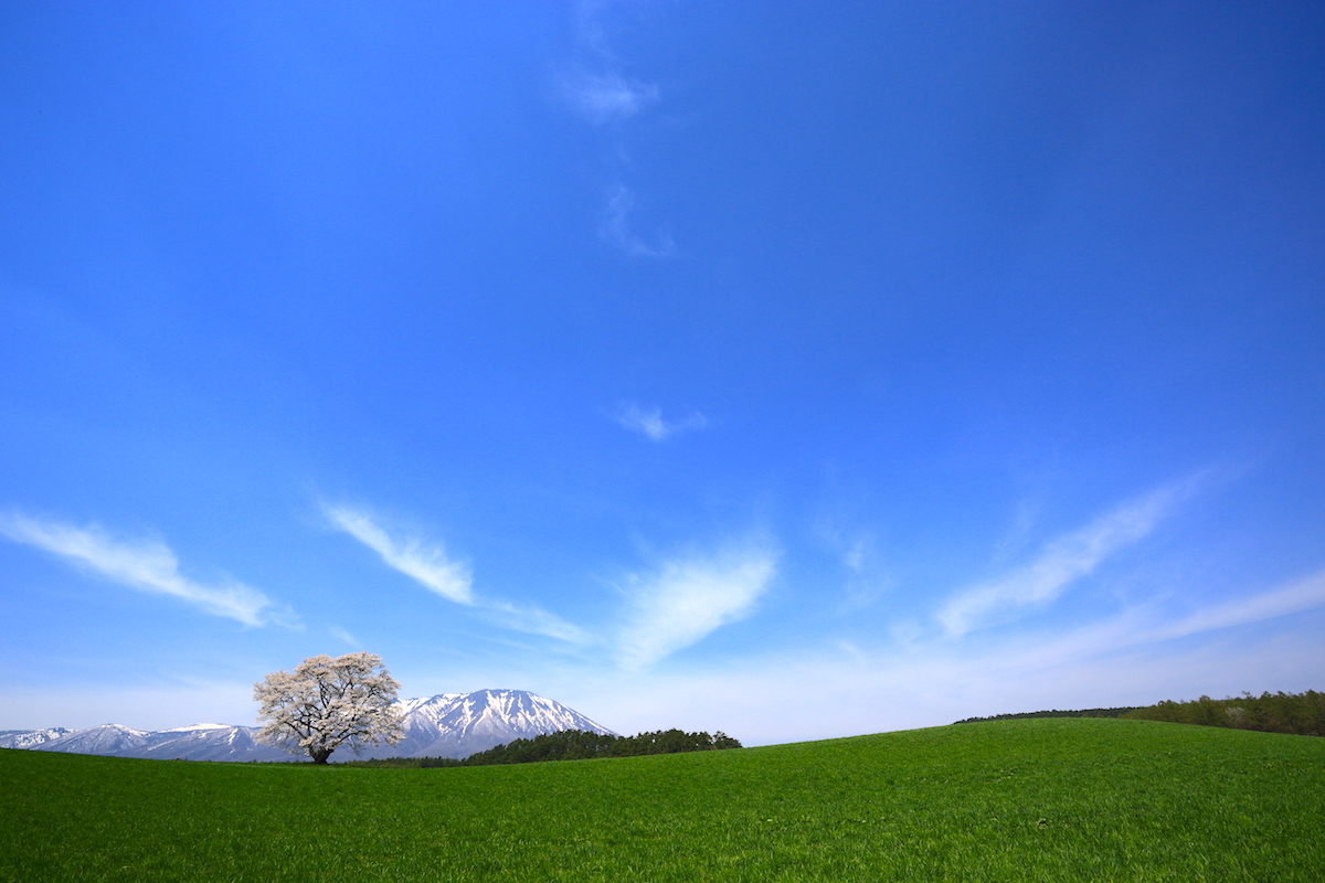 小岩井農場一本桜