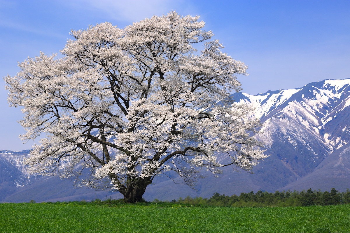 小岩井農場一本桜