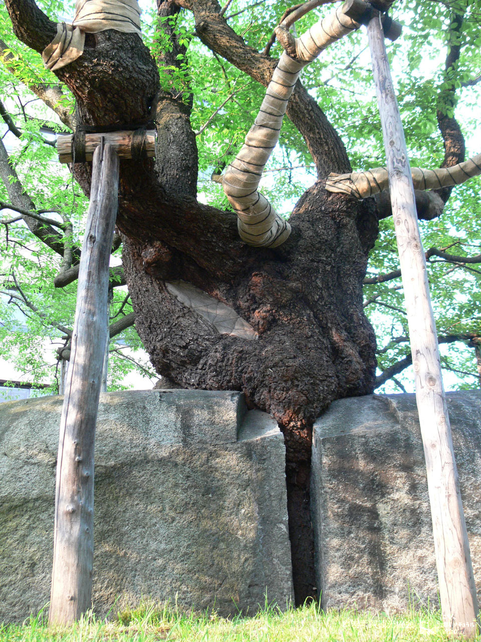 石割桜