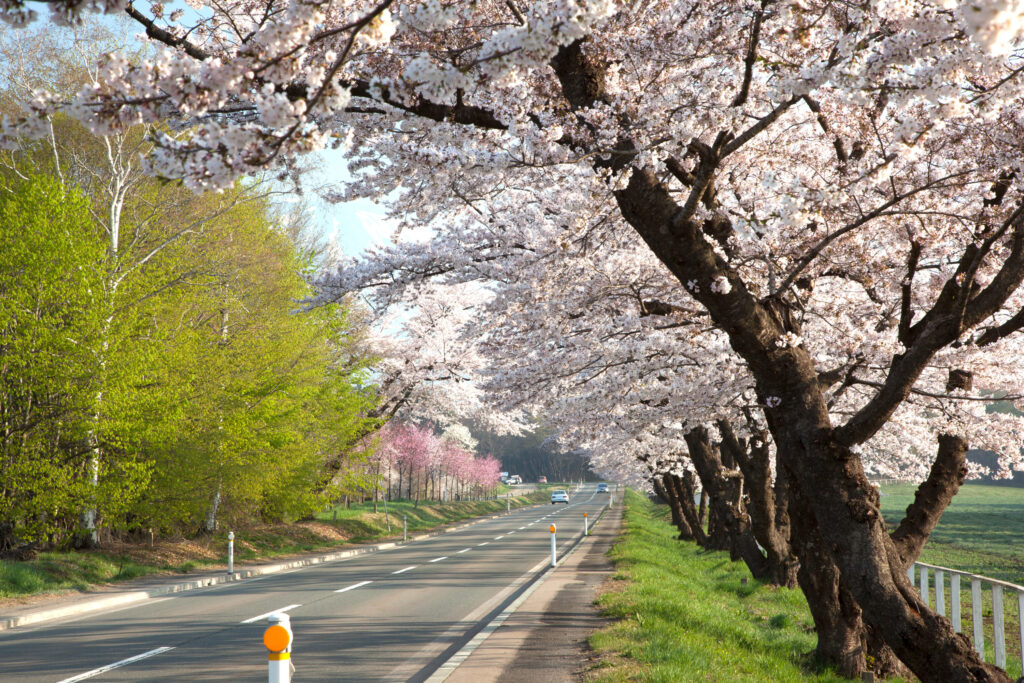 小岩井農場の桜並木