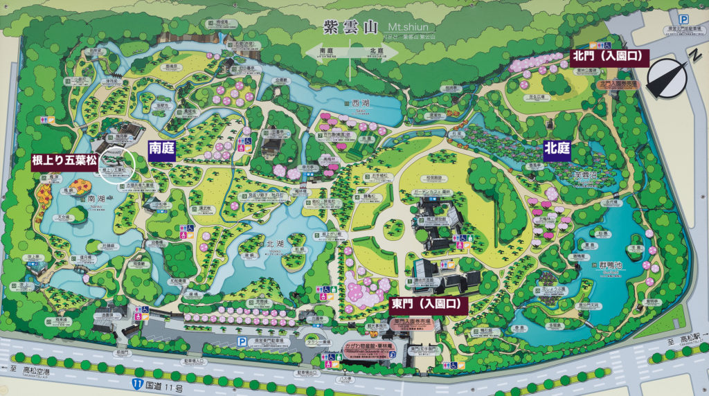 栗林公園南庭・根上り五葉松