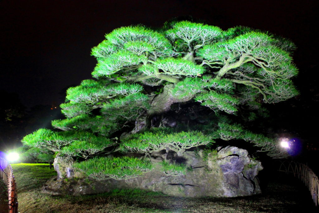 栗林公園・鶴亀松