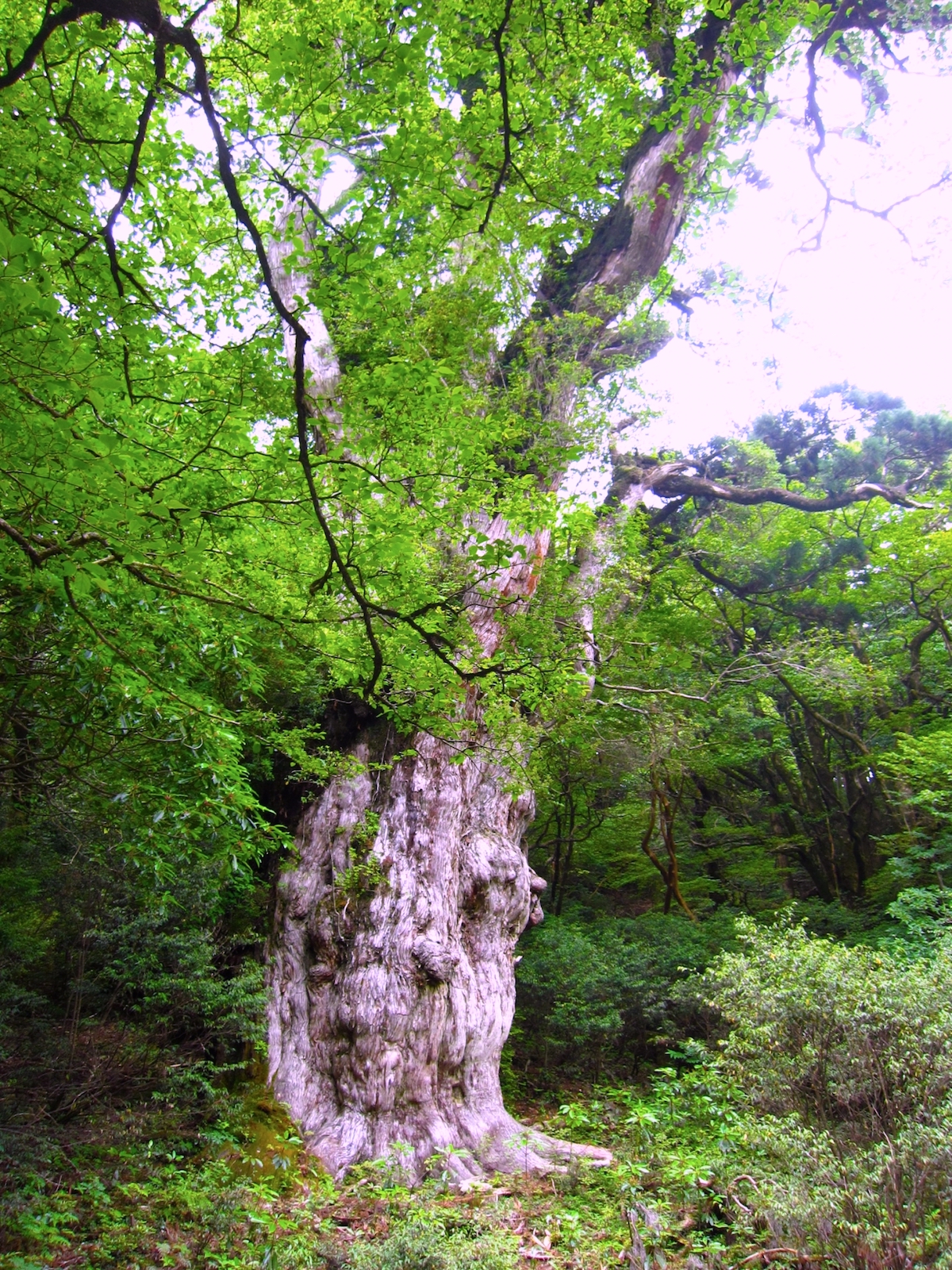 縄文杉