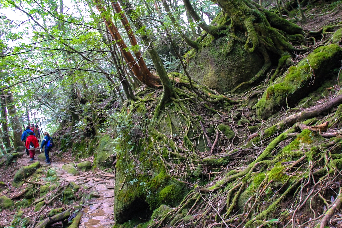 縄文杉