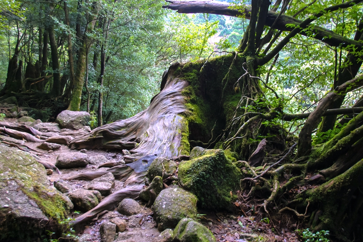 縄文杉