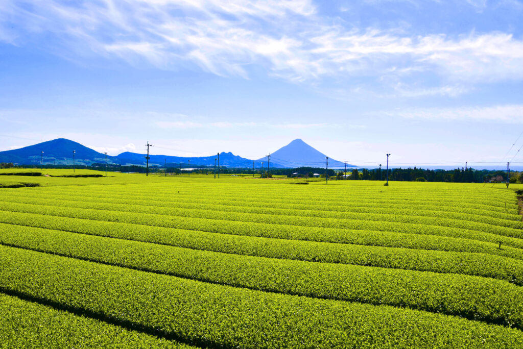 菊永地区知覧茶生産団地