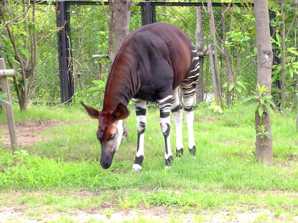 よこはま動物園ズーラシア