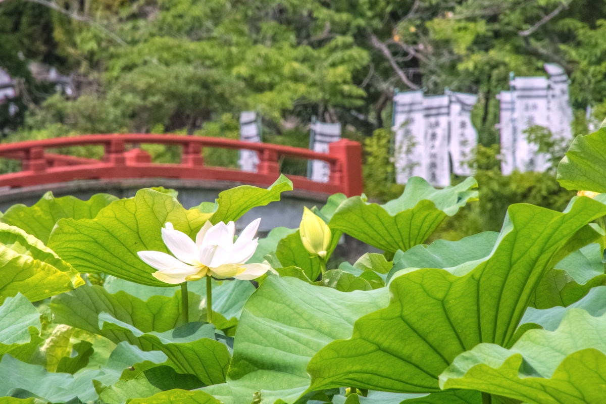 鶴岡八幡宮