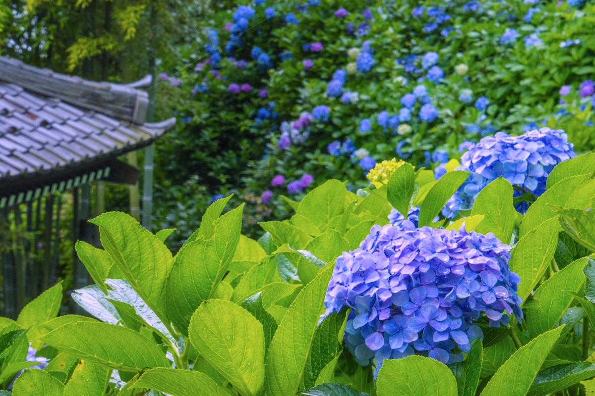 浄智寺