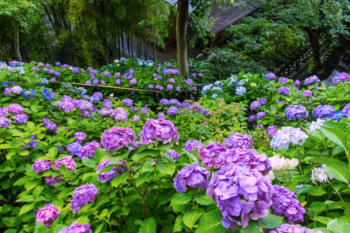浄智寺