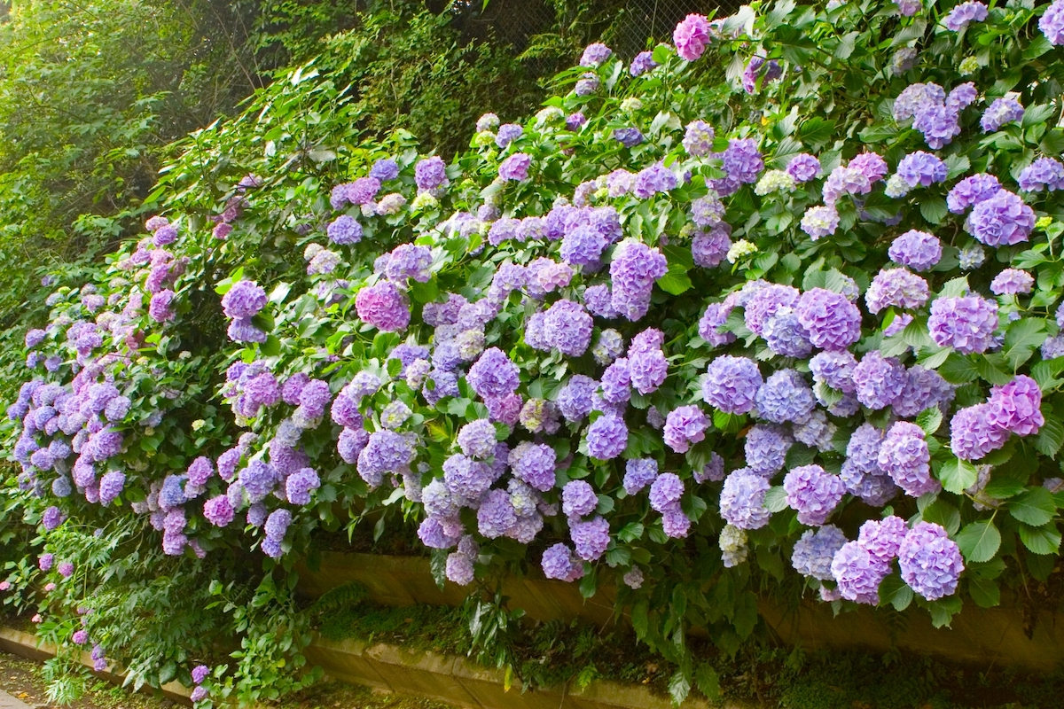 明月院