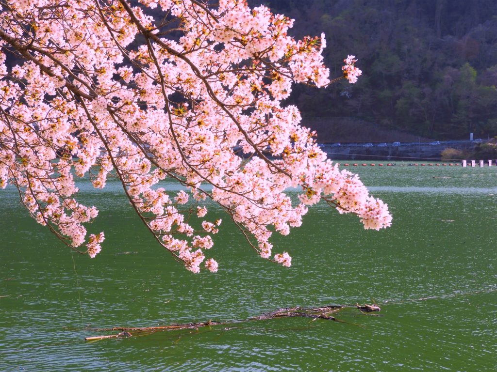 津久井湖