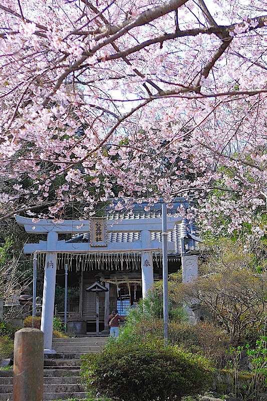 衣笠山公園