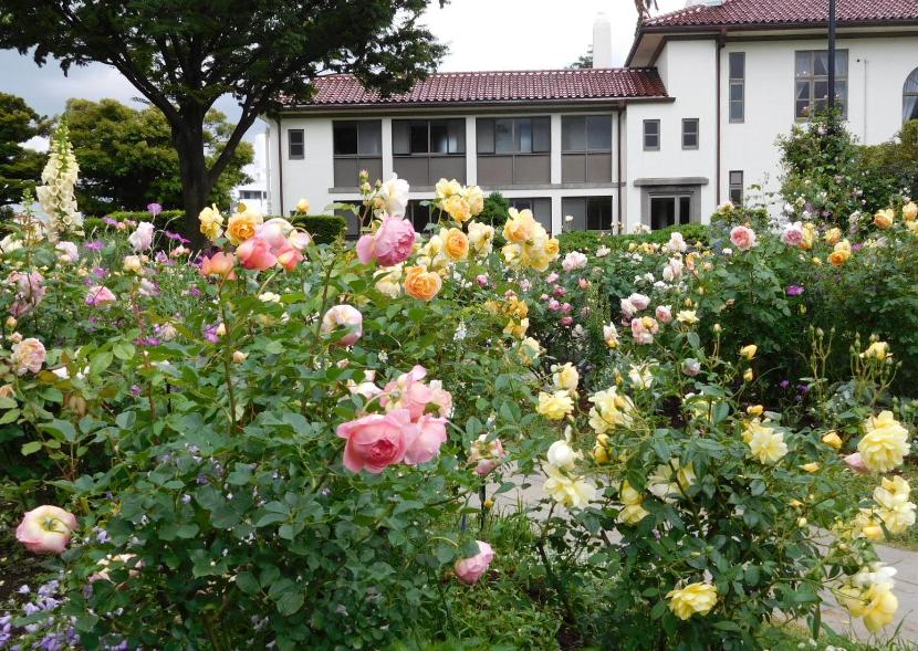 港の見える丘公園イギリス山地区・イングリッシュローズの庭