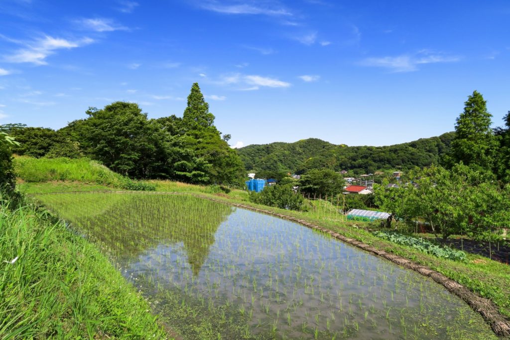 葉山の棚田（上山口の棚田）