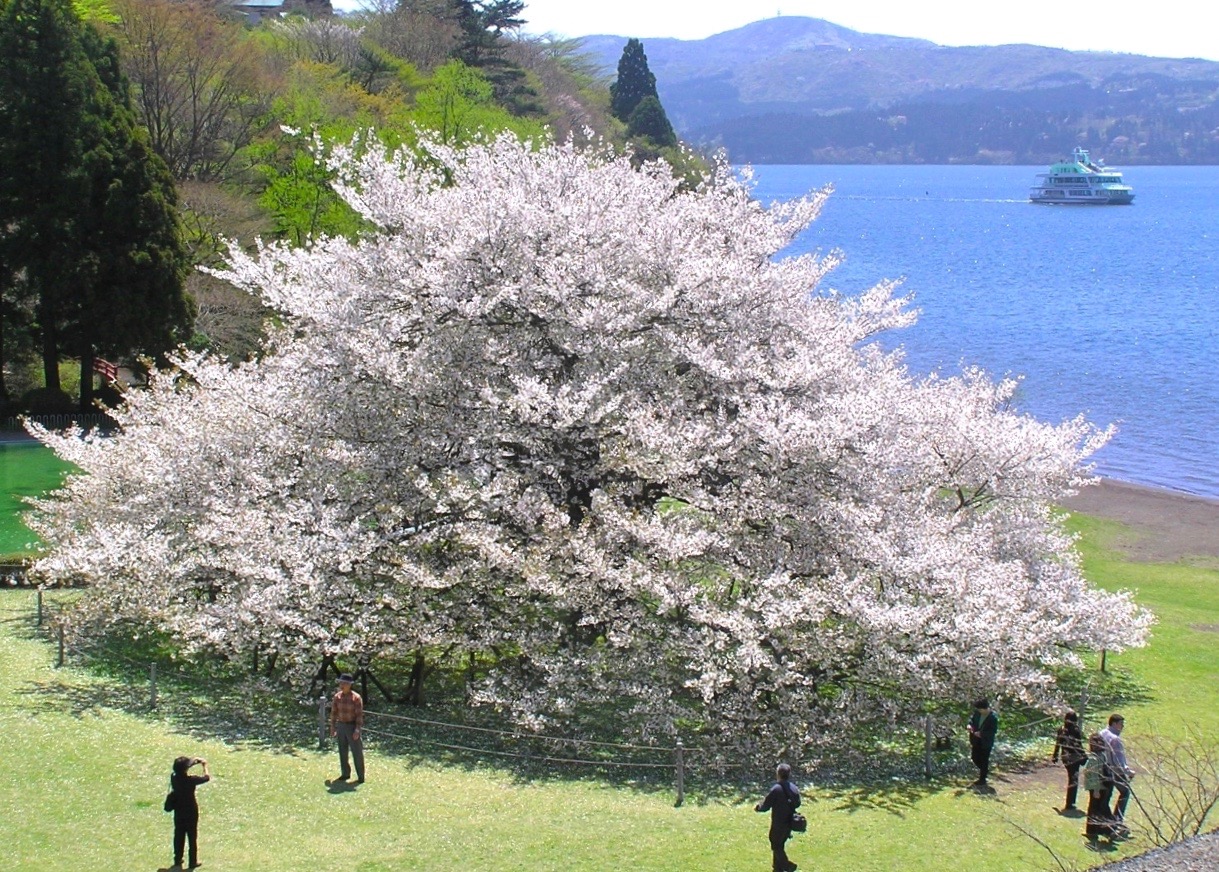 箱根園・湖畔の一本桜