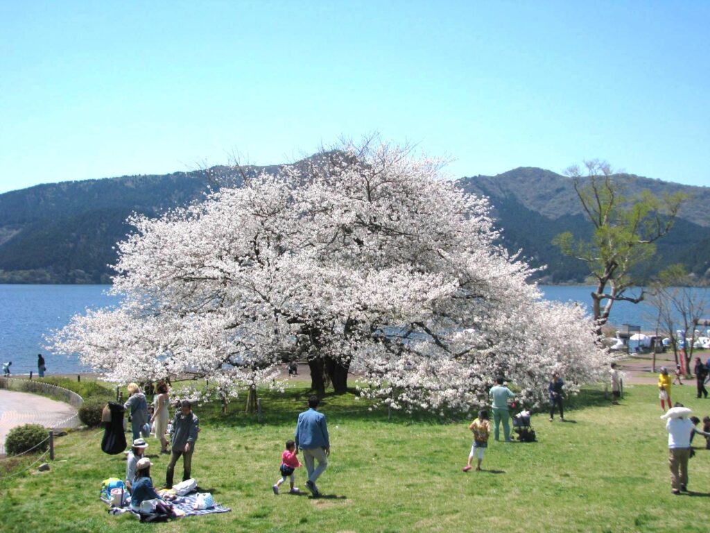 箱根園・湖畔の一本桜