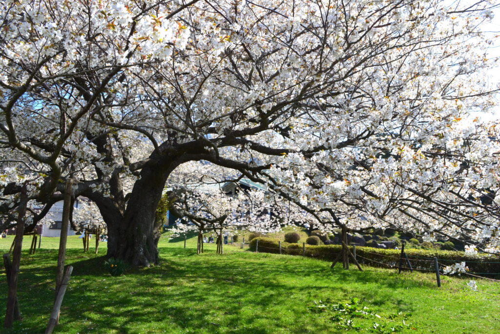 箱根園・湖畔の一本桜